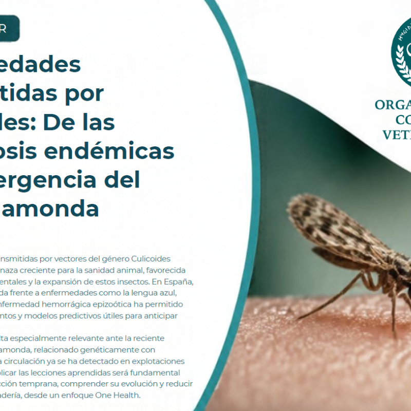 Enfermedades transmitidas por Culicoides: De las arbovirosis endémicas a la emergencia del virus Shamonda