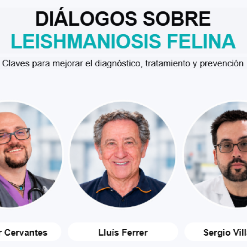 Diálogos sobre leishmaniosis felina
