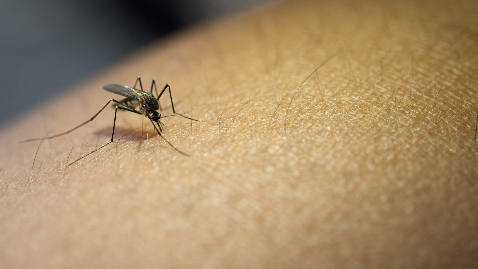 Detectado un caso de fiebre del Nilo Occidental en un caballo de Menorca