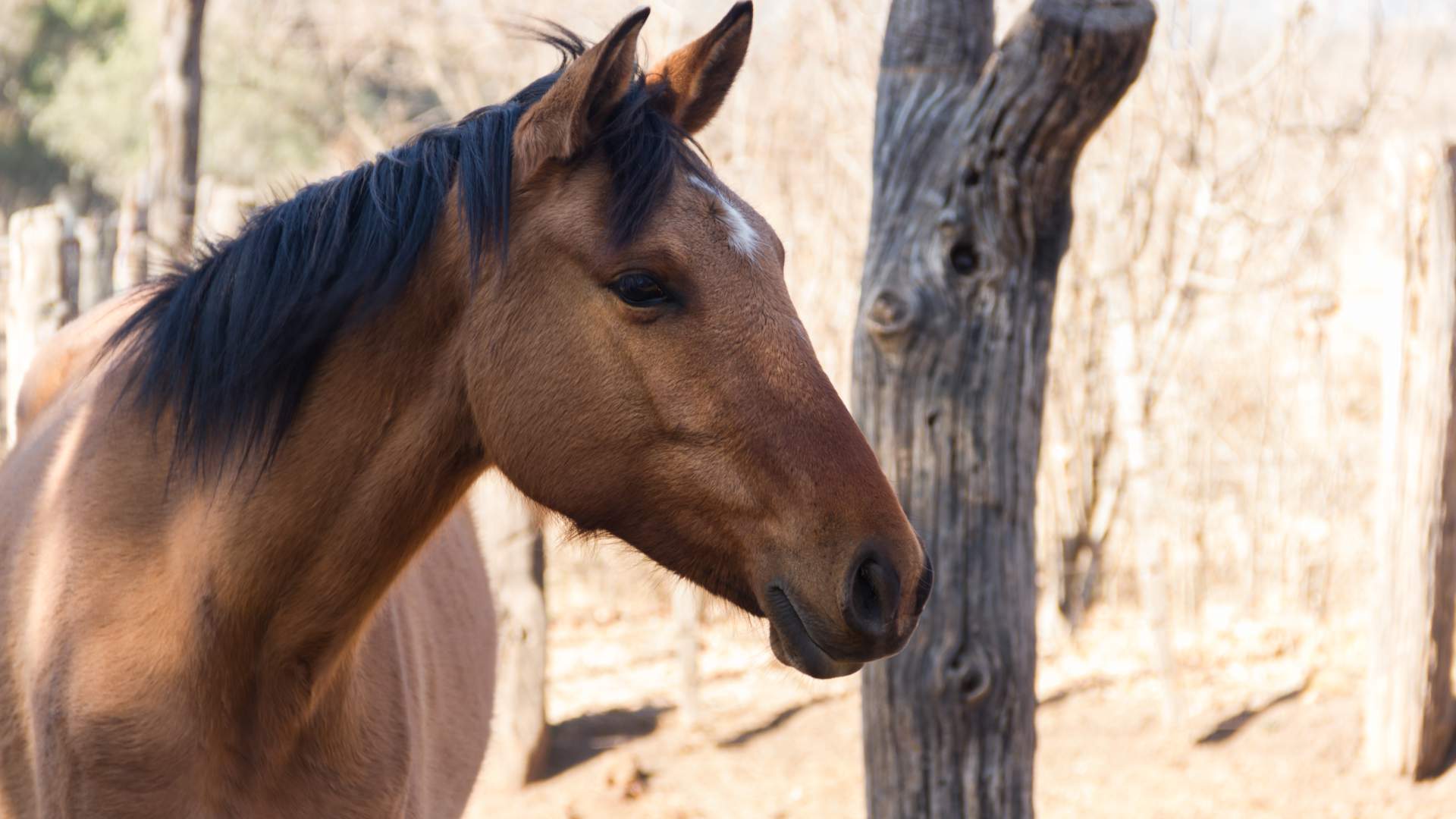 Neurología equina práctica: del signo clínico al diagnóstico